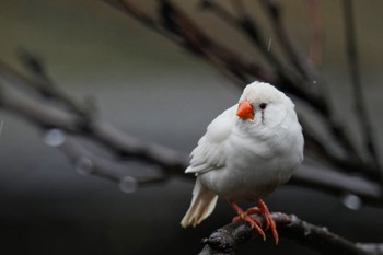 キンカチョウ キャンベルタウン野鳥の森 2023年3月25日(土)