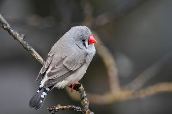 キンカチョウ キャンベルタウン野鳥の森 2023年3月25日(土)