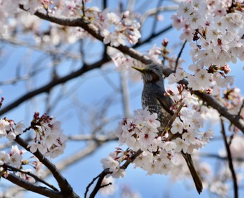 ヒヨドリ 大口町 2023年3月29日(水)