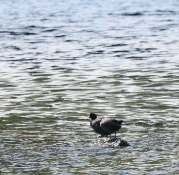 オオバン 東京港野鳥公園 2023年3月29日(水)