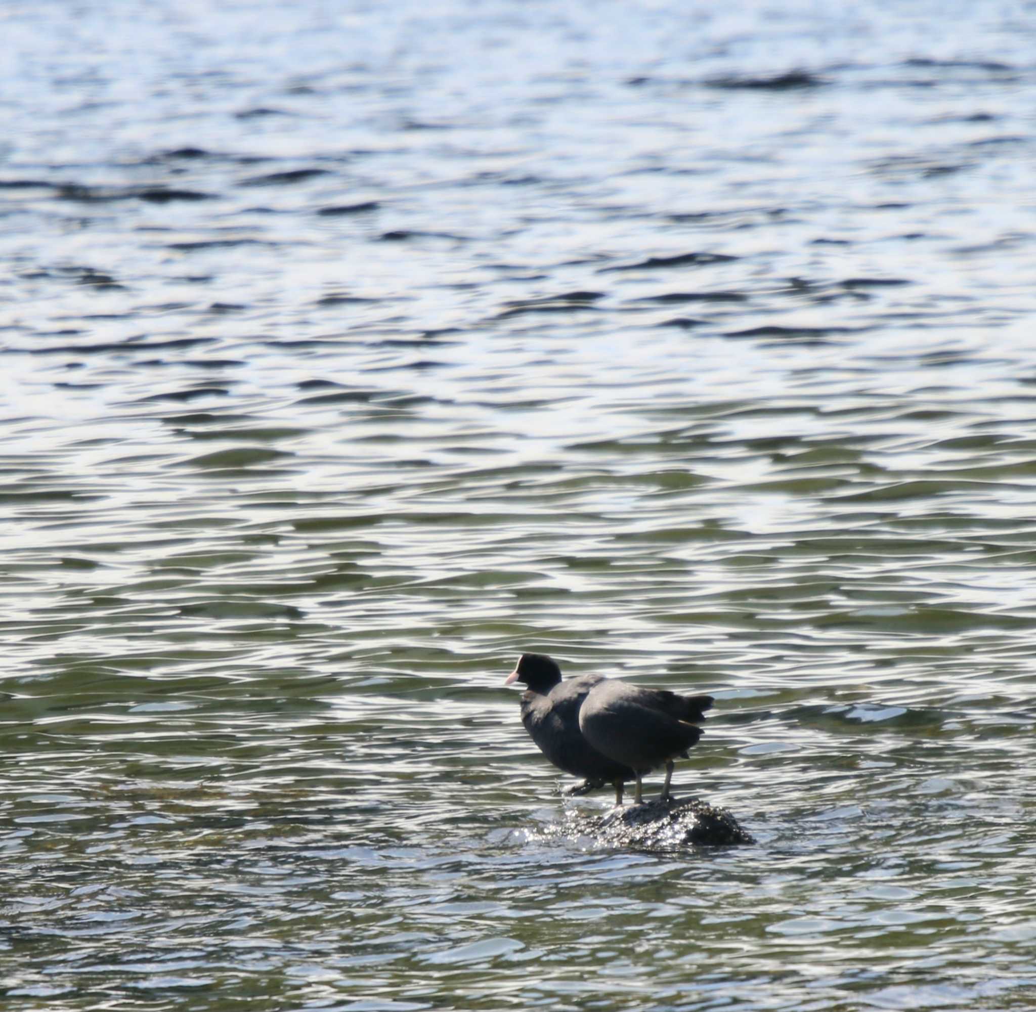 Photo of Eurasian Coot at Tokyo Port Wild Bird Park by Tak4628