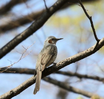 ヒヨドリ 東京港野鳥公園 2023年3月29日(水)