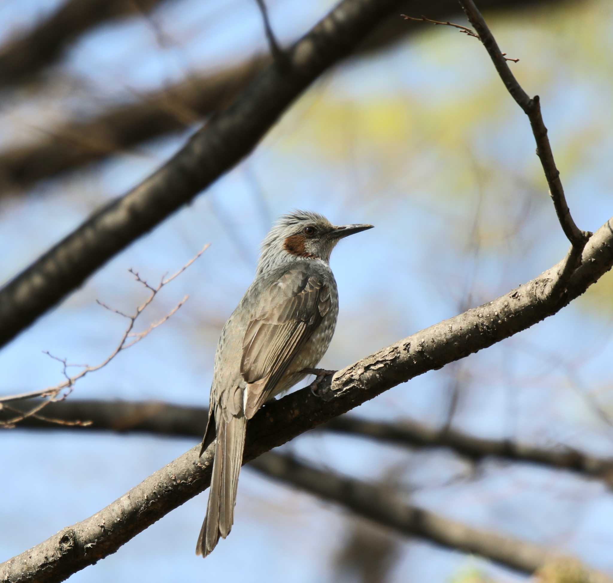 Photo of Brown-eared Bulbul at Tokyo Port Wild Bird Park by Tak4628