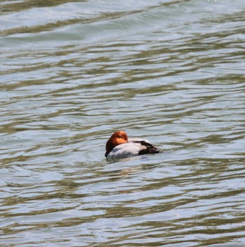 Common Pochard Tokyo Port Wild Bird Park Wed, 3/29/2023