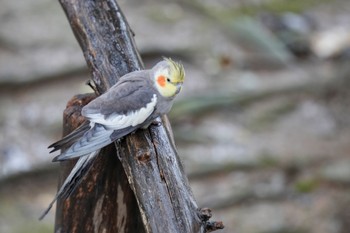 オカメインコ キャンベルタウン野鳥の森 2023年3月25日(土)