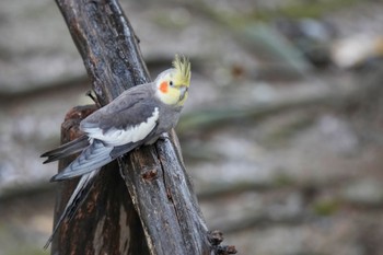 オカメインコ キャンベルタウン野鳥の森 2023年3月25日(土)