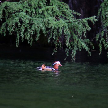 Mandarin Duck 上高地 Sat, 5/19/2018