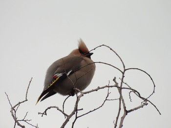 Sun, 3/19/2023 Birding report at 広島県