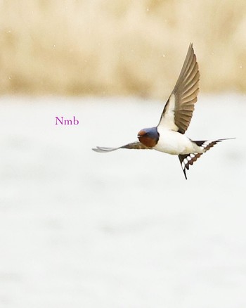 Barn Swallow Unknown Spots Unknown Date