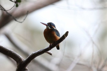 カワセミ 明石公園 2023年1月15日(日)