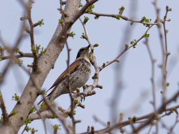 Wed, 3/29/2023 Birding report at 横浜市立金沢自然公園