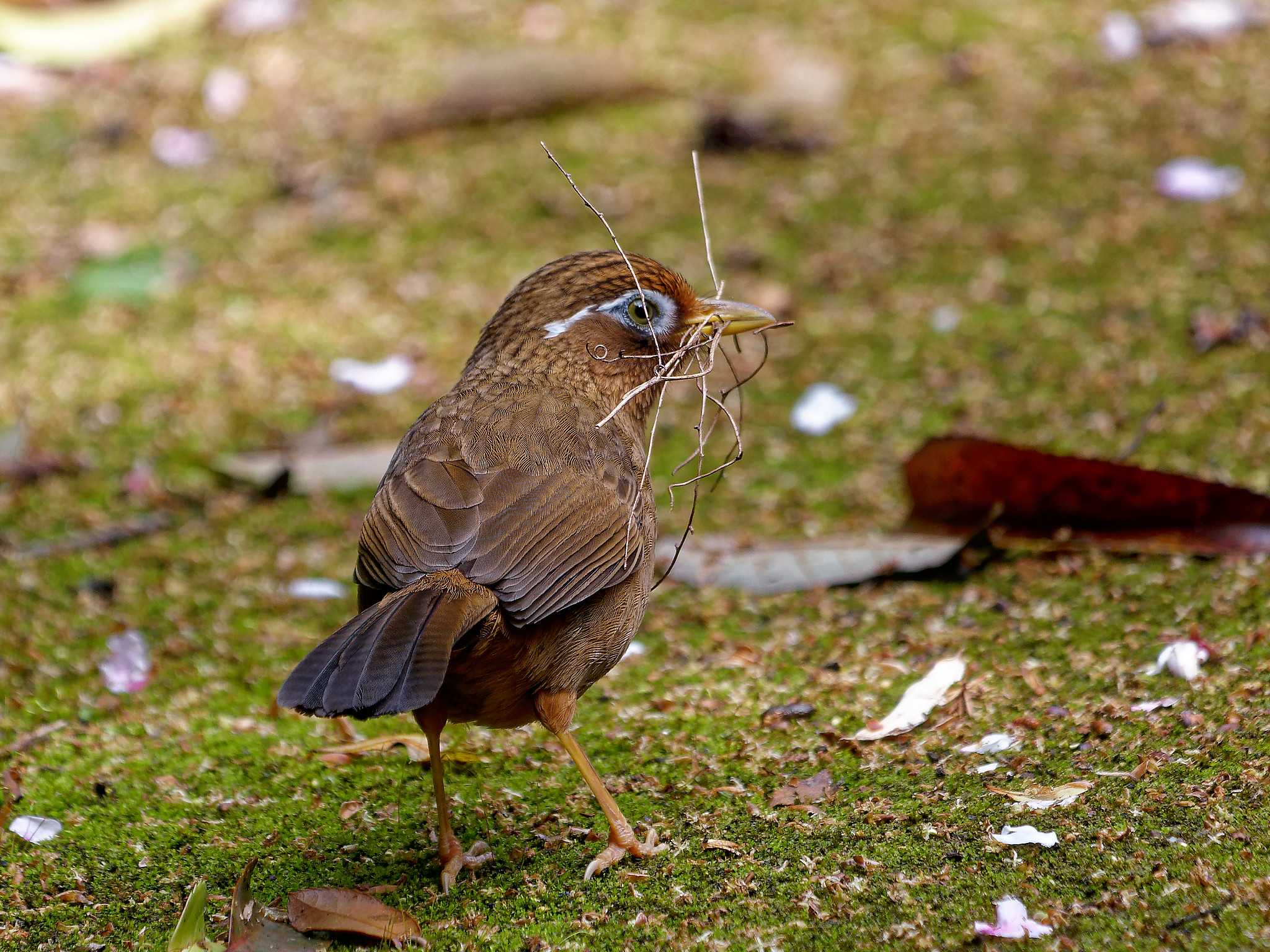 横浜市立金沢自然公園 ガビチョウの写真