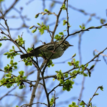 Olive-backed Pipit 上高地 Sat, 5/19/2018