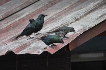 Asian Glossy Starling Taman Alam Kuala Selangor Sat, 3/4/2023