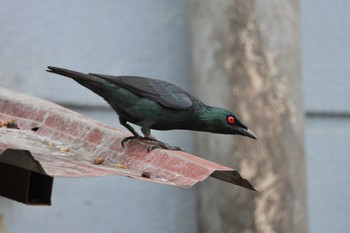 Asian Glossy Starling Taman Alam Kuala Selangor Sat, 3/4/2023