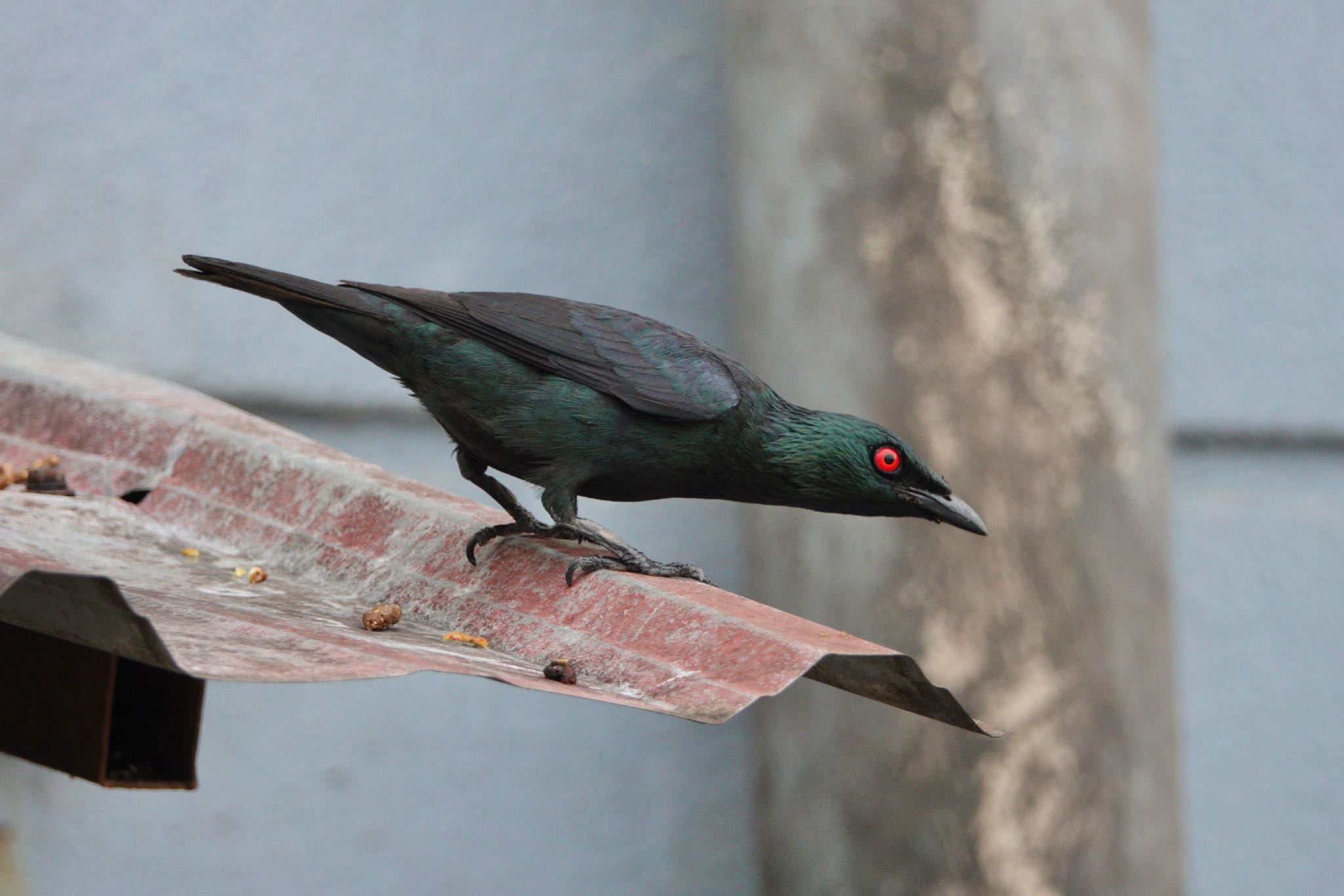 Asian Glossy Starling