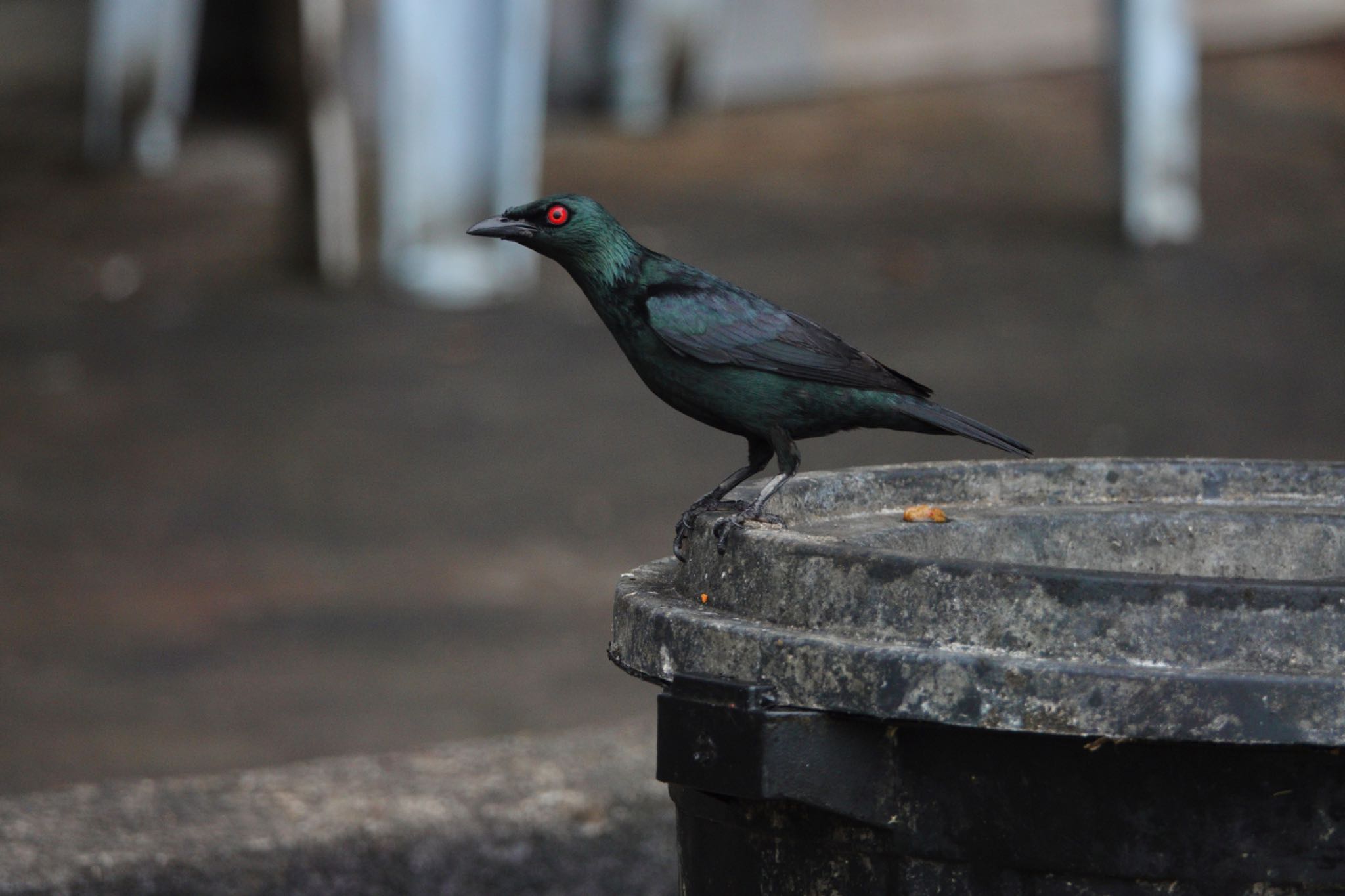 クアラセランゴール自然公園 ミドリカラスモドキの写真