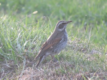 Dusky Thrush 長野県松本市 Wed, 3/29/2023