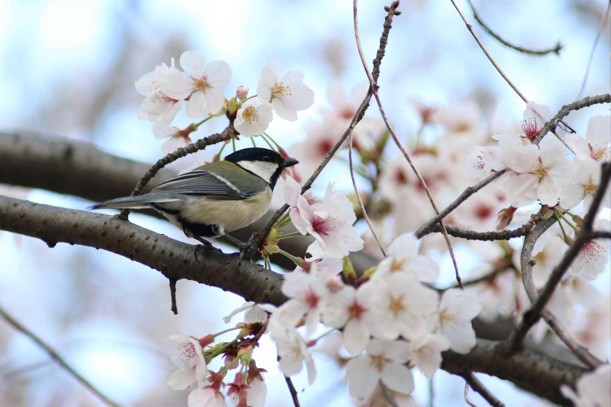 桜×シジュウカラ