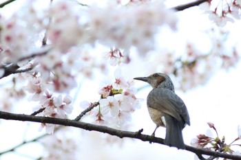 ヒヨドリ 洗足池(大田区) 2023年3月29日(水)