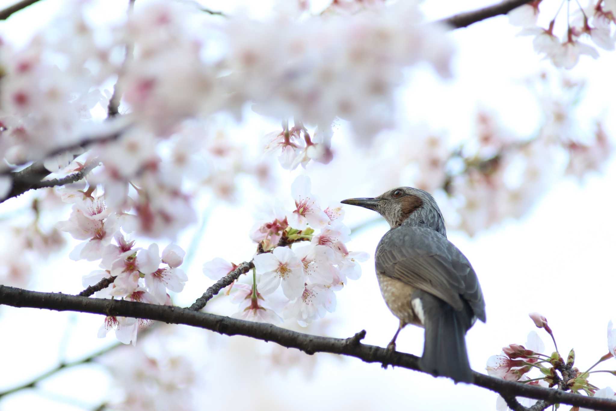 桜×ヒヨドリ