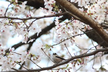 エナガ 洗足池(大田区) 2023年3月29日(水)