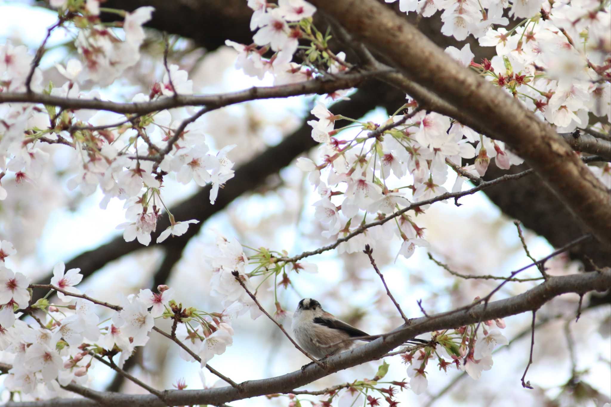 桜×エナガ