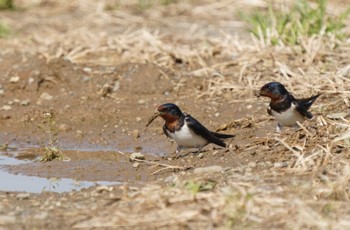 Barn Swallow 熊谷市 Wed, 3/29/2023