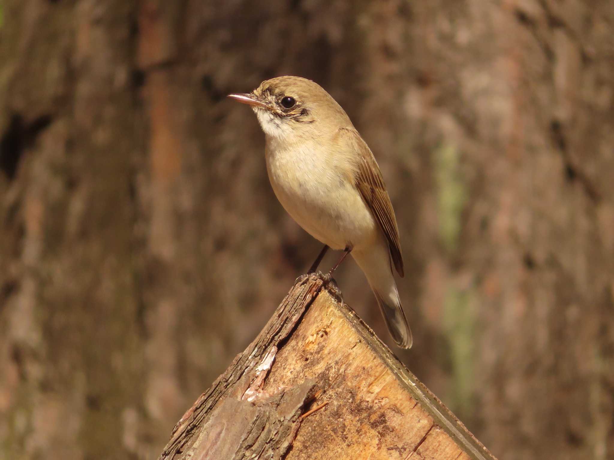 Red-breasted Flycatcher