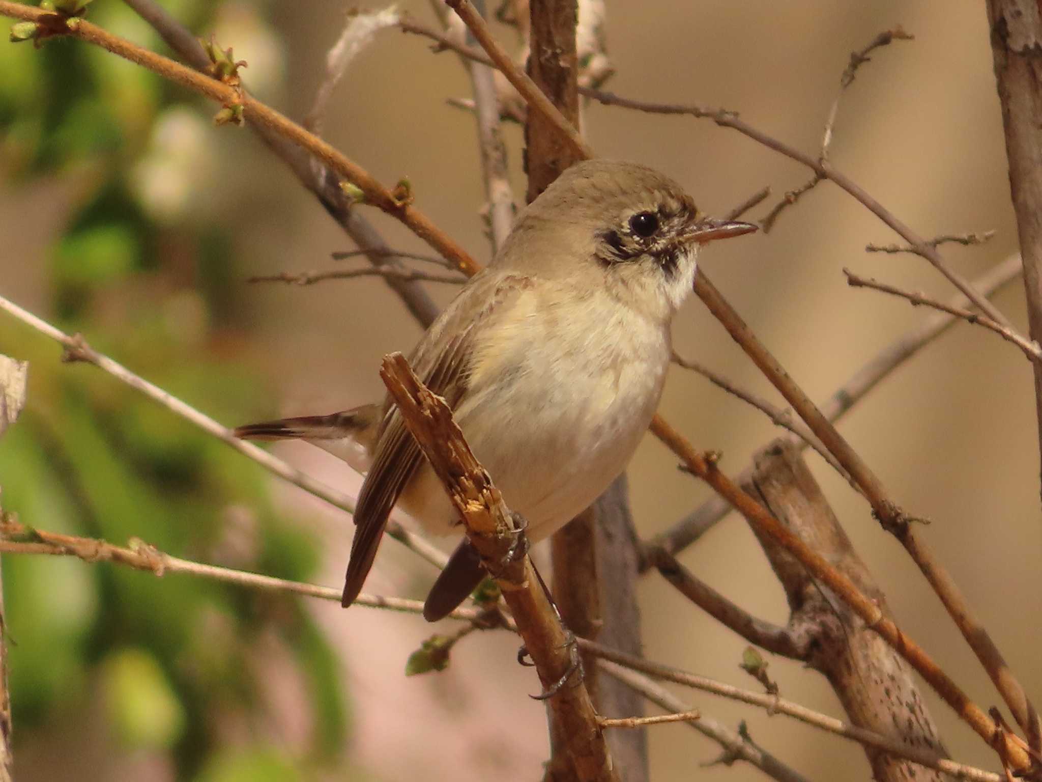 Red-breasted Flycatcher