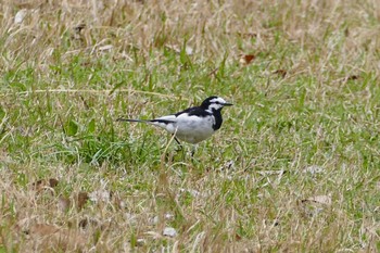 White Wagtail 東京都 Wed, 3/29/2023