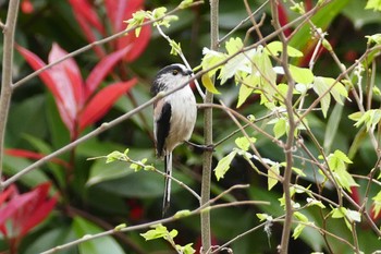 Long-tailed Tit 東京都 Wed, 3/29/2023