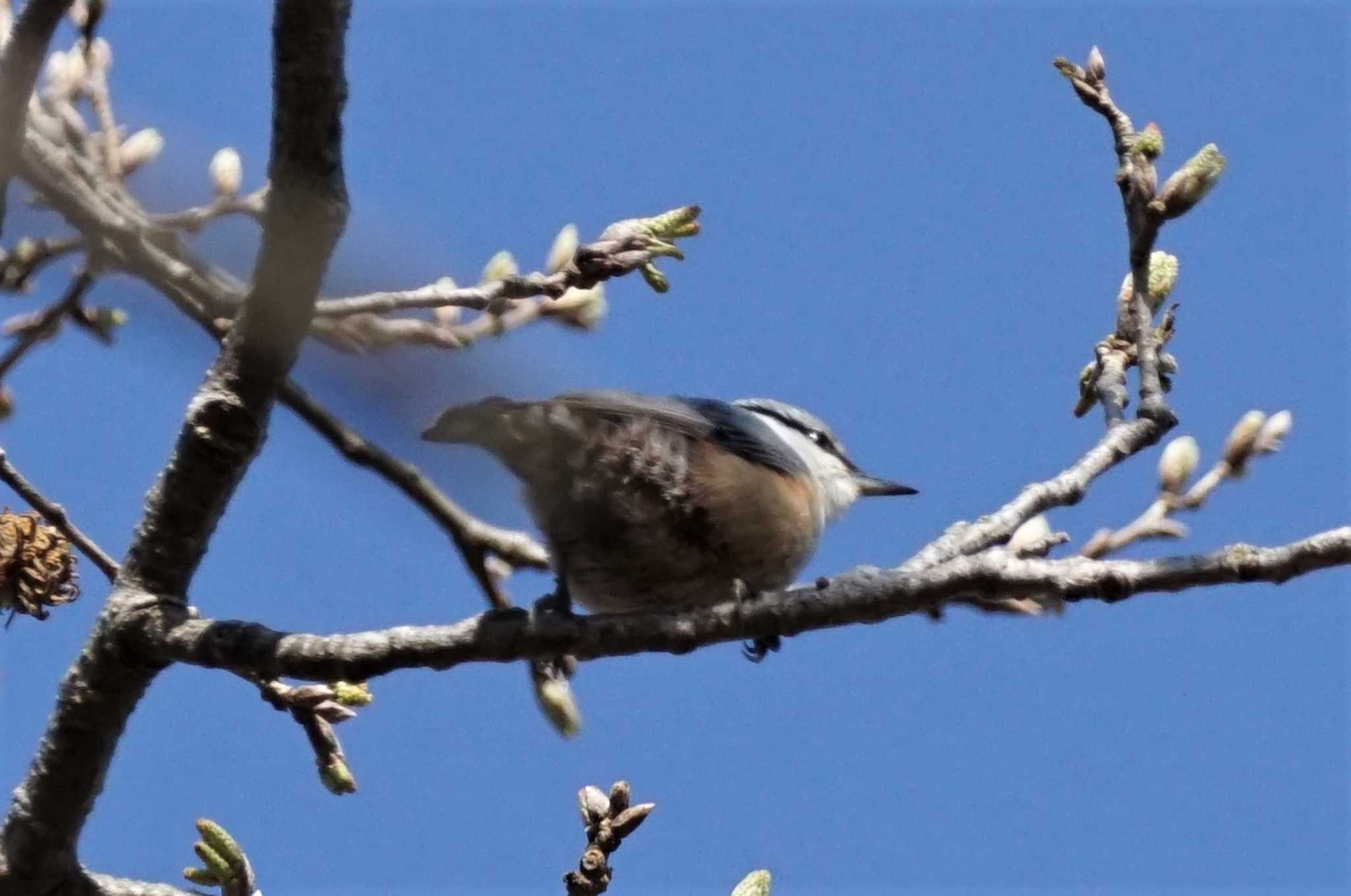 Eurasian Nuthatch