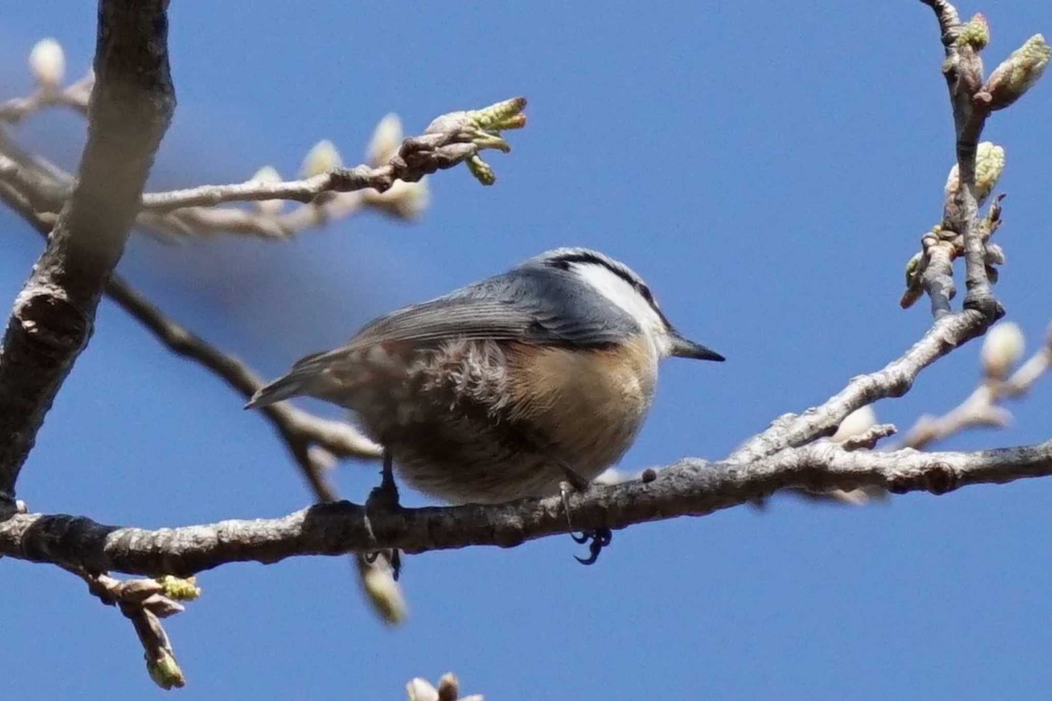 Eurasian Nuthatch