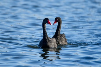 コクチョウ 千波湖公園 2018年12月15日(土)