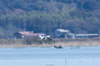 モモイロペリカン 北印旛沼 2023年3月19日(日)