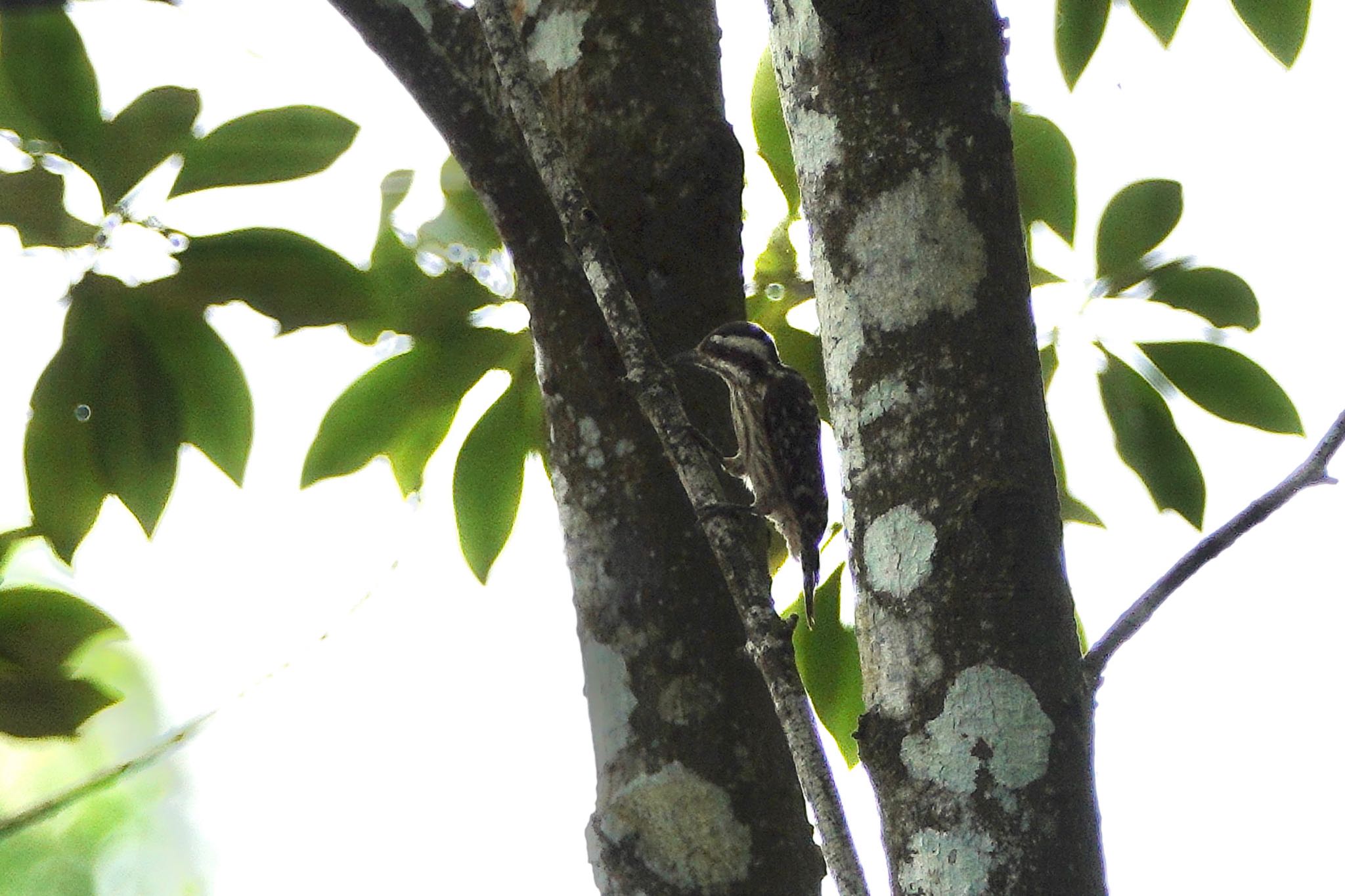 Photo of Sunda Pygmy Woodpecker at Taman Alam Kuala Selangor by のどか
