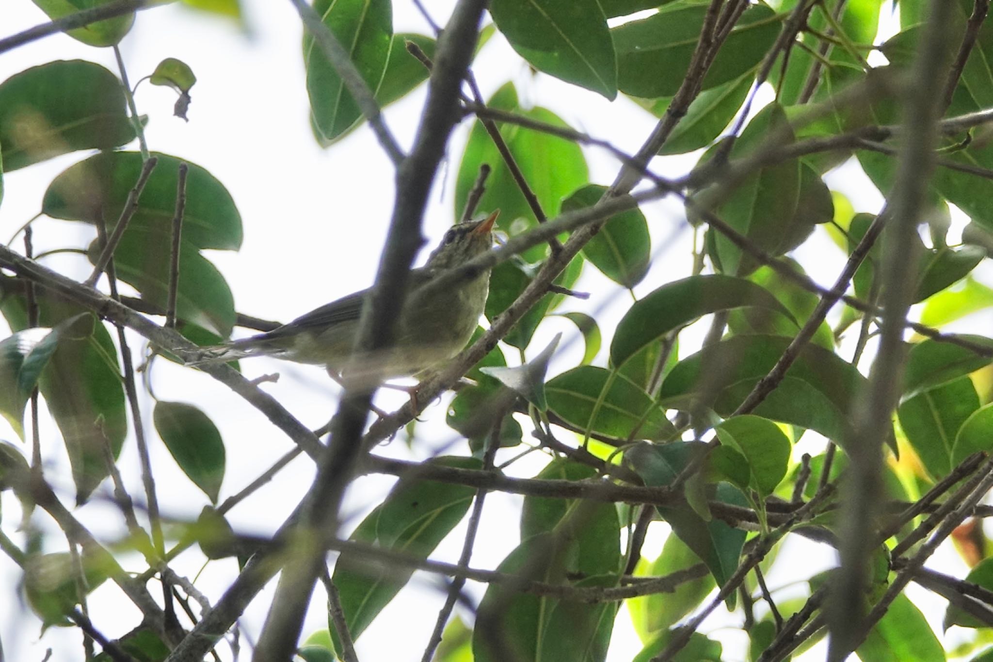 Photo of Arctic Warbler at Taman Alam Kuala Selangor by のどか