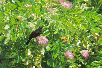 チャノドコバシタイヨウチョウ クアラセランゴール自然公園 2023年3月4日(土)