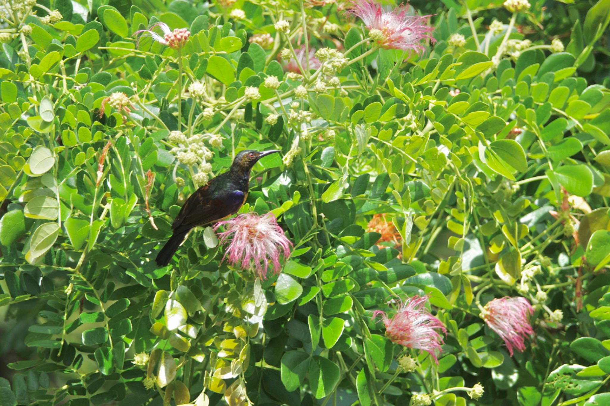 クアラセランゴール自然公園 チャノドコバシタイヨウチョウの写真