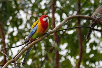 Eastern Rosella キャンベルタウン野鳥の森 Sat, 3/25/2023