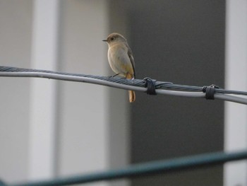 2023年3月29日(水) 妙正寺川の野鳥観察記録