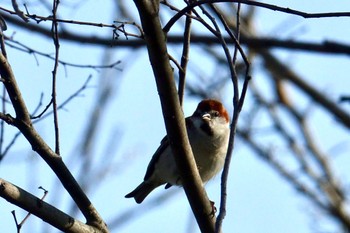 Russet Sparrow Watarase Yusuichi (Wetland) Unknown Date