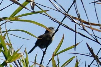 Japanese Bush Warbler Watarase Yusuichi (Wetland) Wed, 3/29/2023