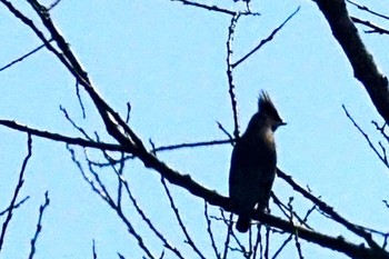 Japanese Waxwing Watarase Yusuichi (Wetland) Wed, 3/29/2023