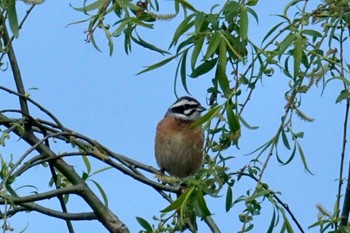 Meadow Bunting Watarase Yusuichi (Wetland) Wed, 3/29/2023