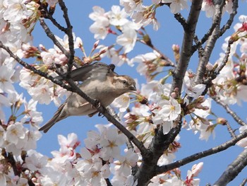 ニュウナイスズメ 熊谷市 2023年3月29日(水)