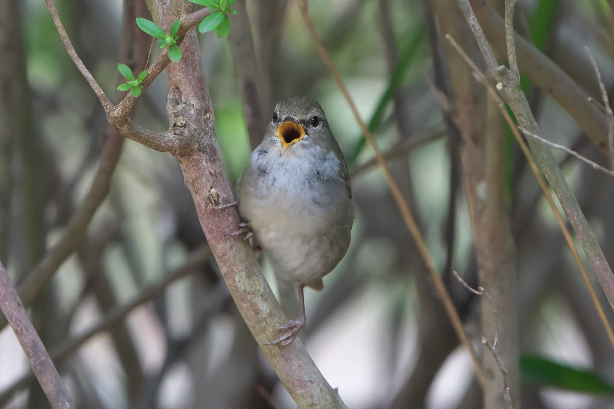 Photo of Japanese Bush Warbler at 明石市 by 禽好き