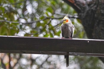 オカメインコ キャンベルタウン野鳥の森 2023年3月25日(土)