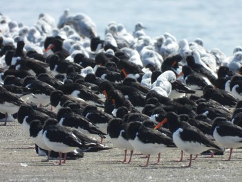 ミヤコドリ ふなばし三番瀬海浜公園 2023年3月29日(水)